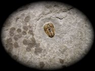 Brachyspidion Trilobite