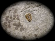 Brachyspidion 