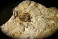Radnoria bretti Trilobite