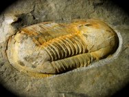 Ectillaenus giganteus Trilobite