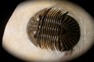 Scutellum Trilobite
