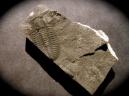 Rare Ogygopsis typicalis Trilobite
