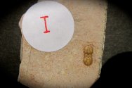 Agnostid Trilobites Collection