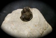 Gerastos prox Trilobite