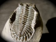 Hollardops mesocristata Trilobite