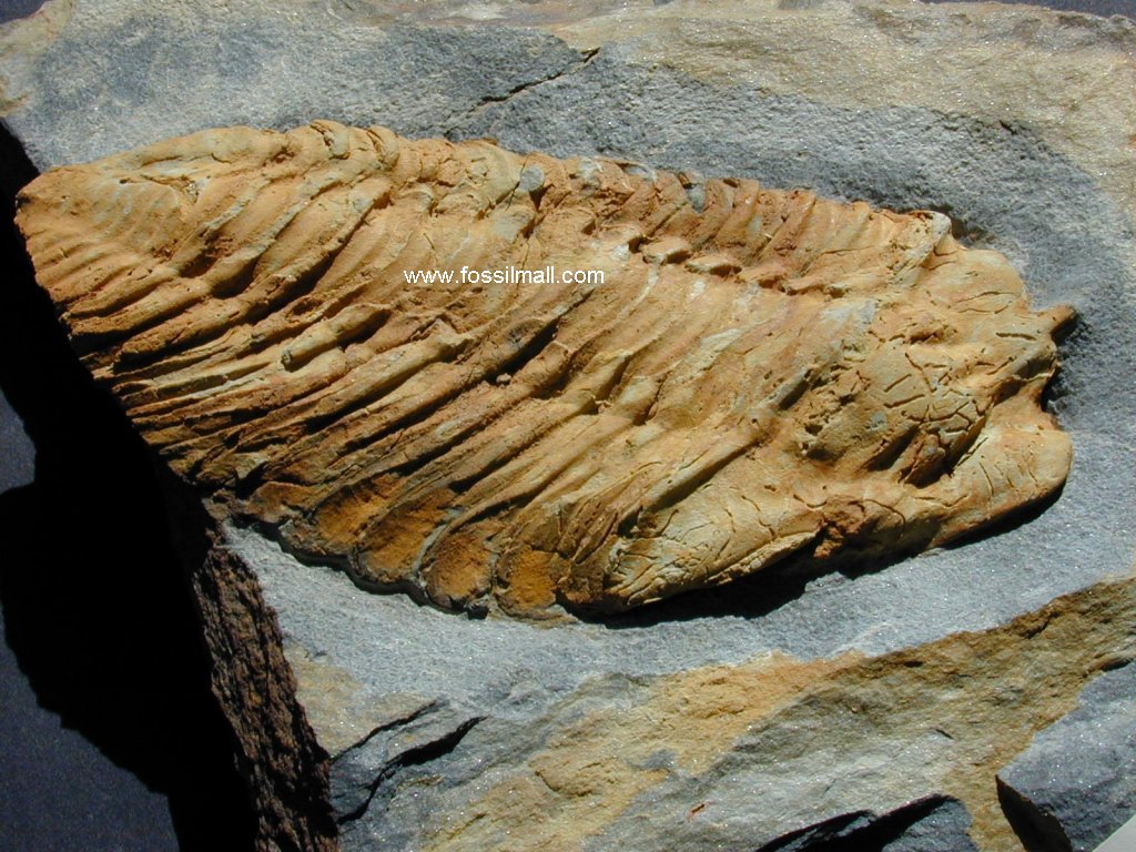 Neseuretus tristani Trilobite