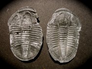 Asaphiscus wheelerii Trilobite