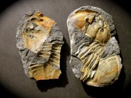 Hoekaspis yahuari Trilobite
