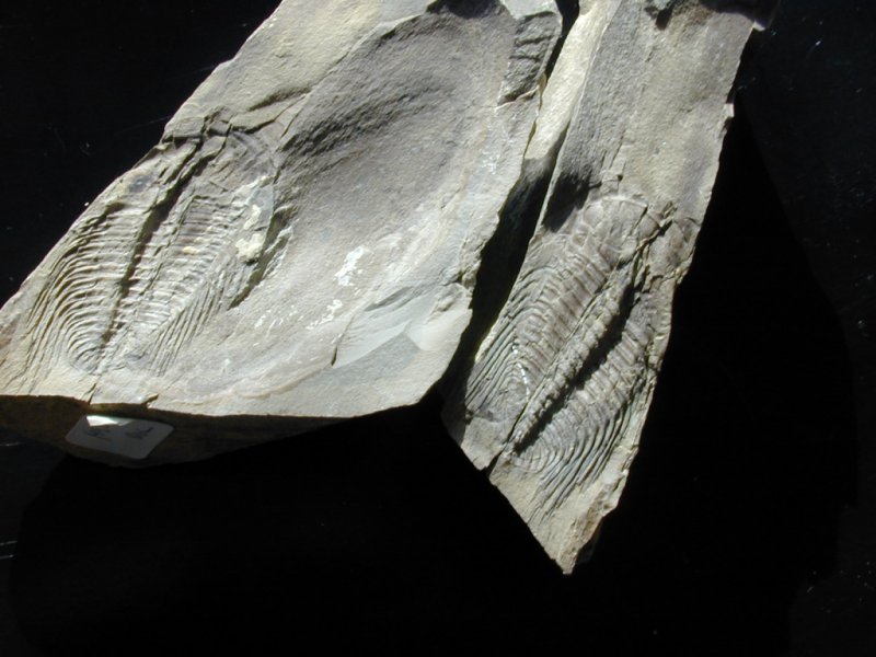 Upper McKay Cambrian Trilobite