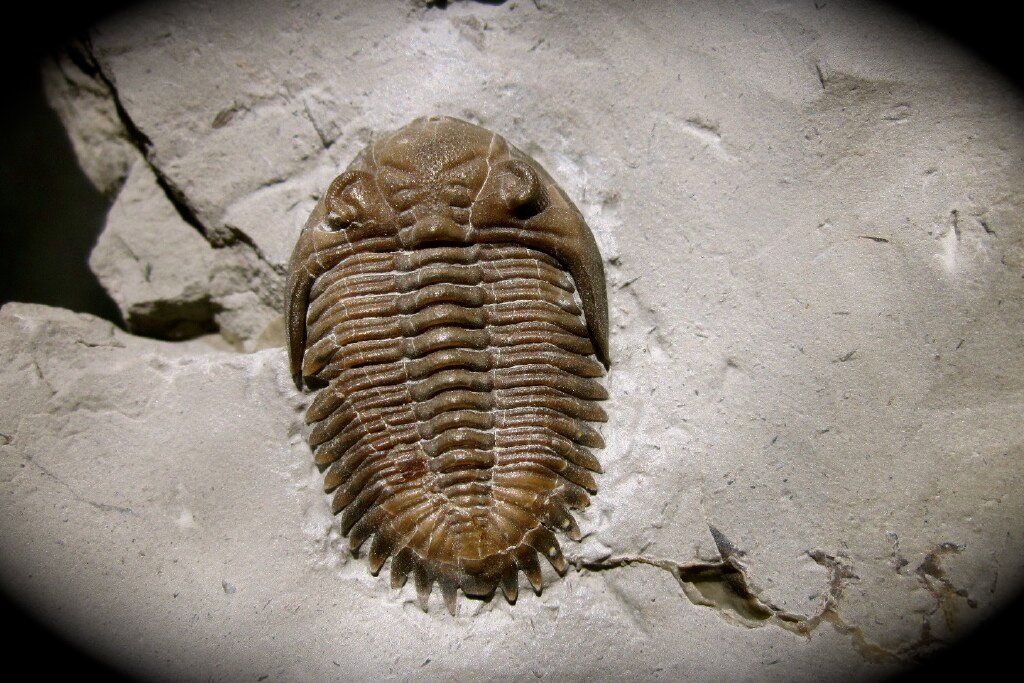 Greenops boothi arkonensis Phacopid Trilobite Canada