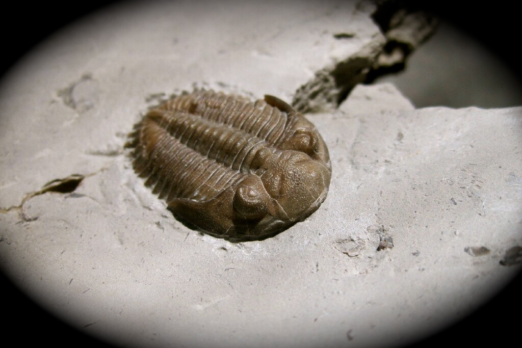 Greenops boothi arkonensis