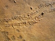 Cruziana Trilobite Trackway