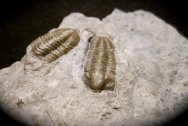 Ameropiltonia swallowi Trilobites