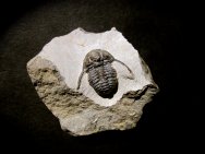 Cyphaspis ceratophthalmus Trilobite