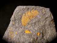 Plumulites Annelid Worm Fossil