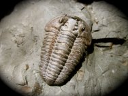 Flexicalymene retrosa Trilobite