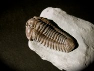 Flexicalymene retrorsa 