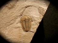 Modocia typicalis Trilobite