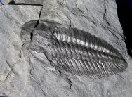 Angelina sedgwicki Trilobite