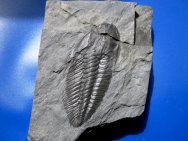 Angelina sedgwicki Trilobite