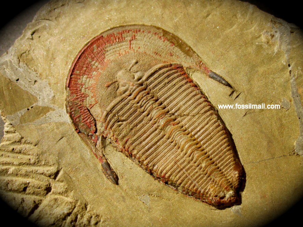 Harpides Trilobite