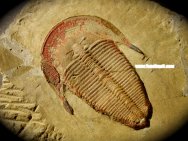 Museum Harpides Trilobite