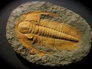 Acadoaradoxides nobilis Trilobite