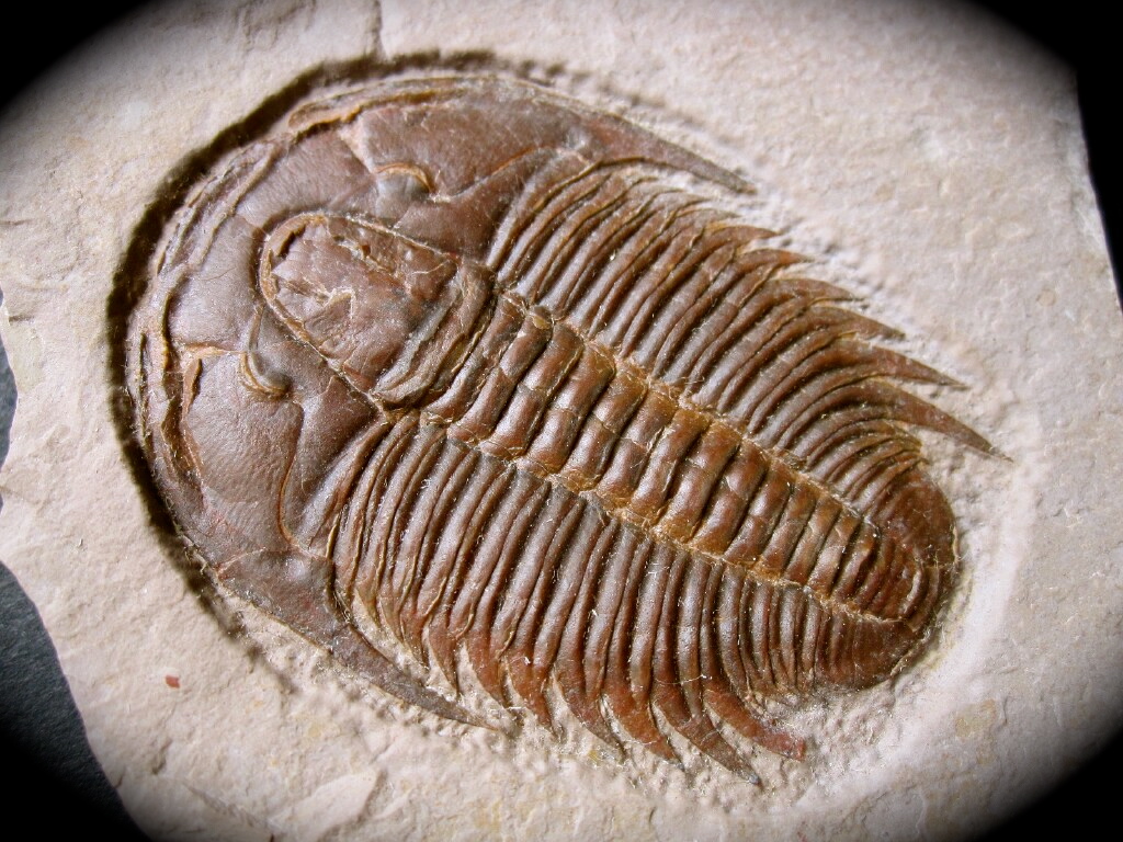 Fossils Trilobite Fossils