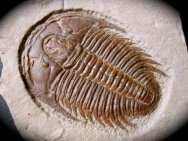 Modocia typicalis Trilobite