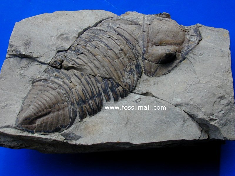 Trimerus delphinocephalus New York Trilobite