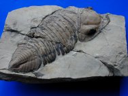 Trimerus delphinocephalus