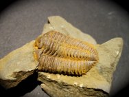 Flexicalymene granulosa