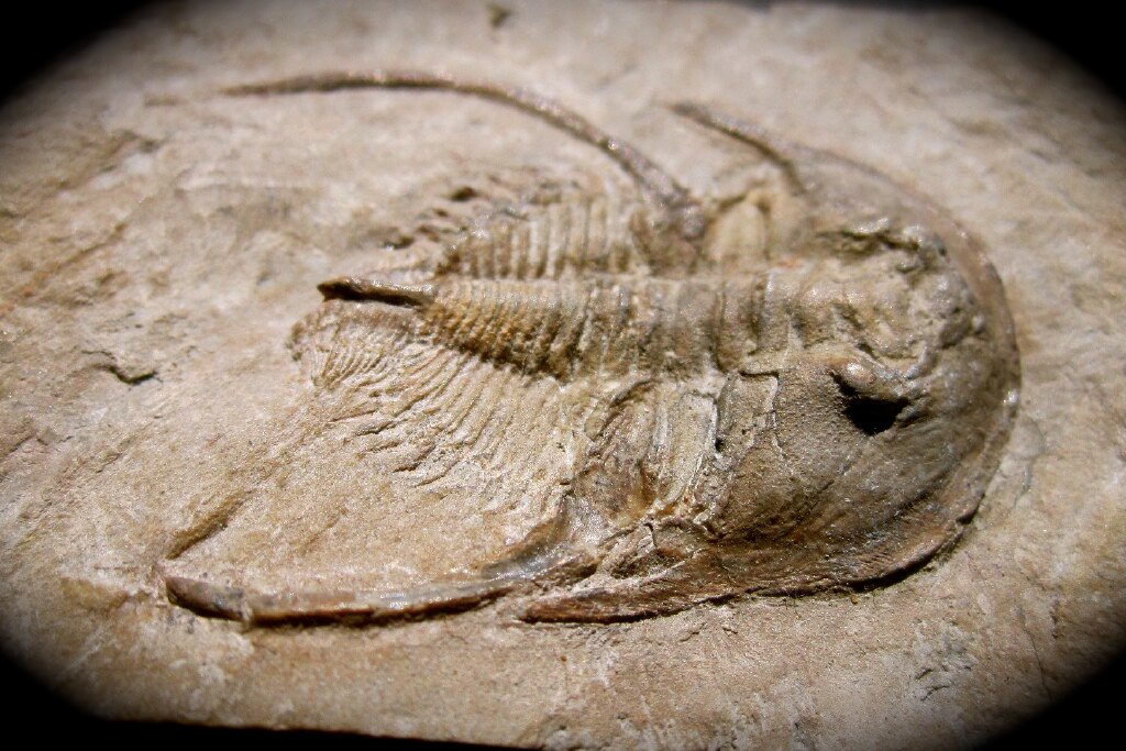 Bristolia brachyoma Trilobite