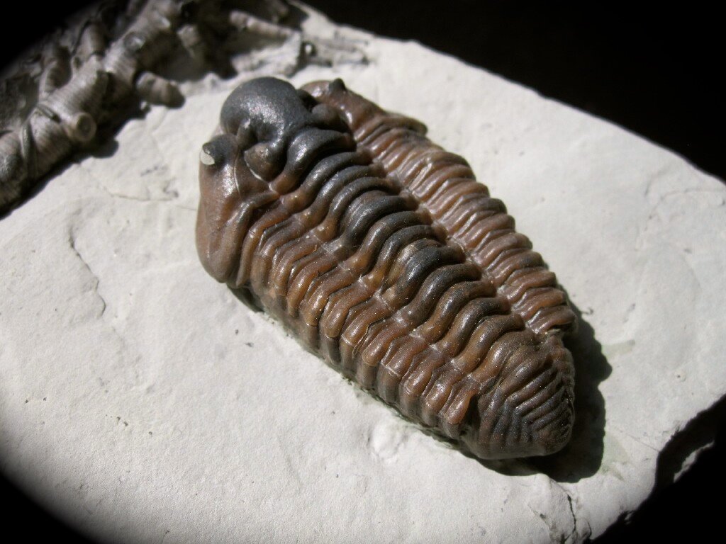 Calymene breviceps Trilobites