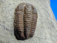 Euloma Trilobite