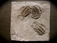 Museum Ceraurus matrenseris Trilobites