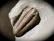 Flexicalymene retrosa Trilobite
