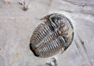 Bolaspidella Trilobite
