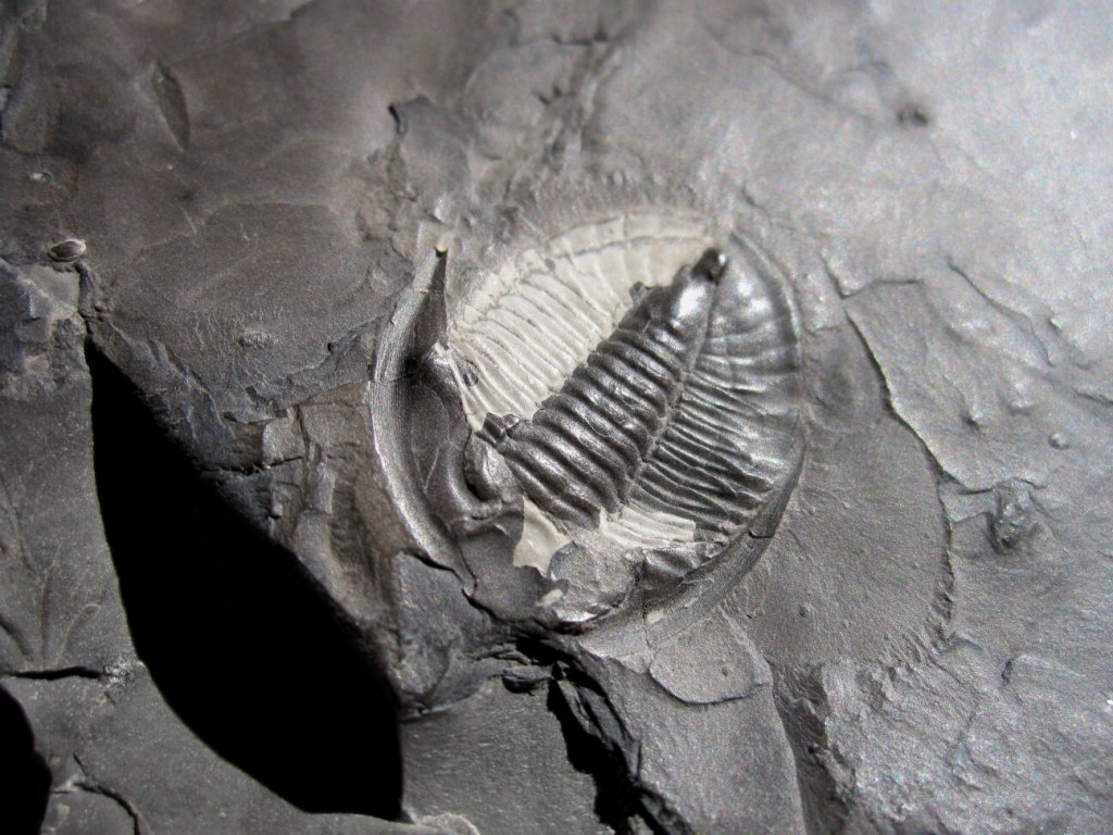 Bathyurus superbus Trilobite