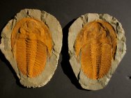Cambropallas telesto Trilobite 