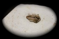 Cyphaspis carrolli Trilobite