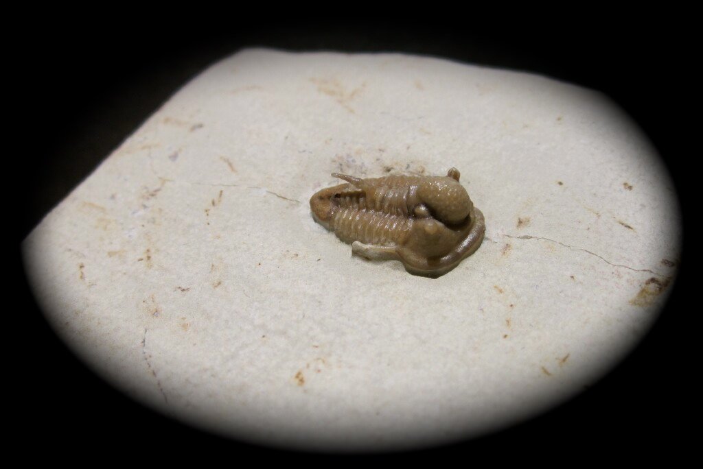 Cyphaspis carrolli Oklahoma Trilobite