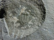 Arthricocephalus Trilobite