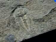 Otarion diffractum