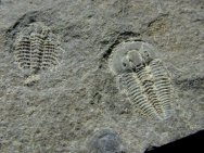 Otarion