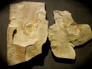 Olenellus gilberti Trilobite