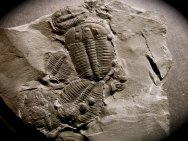 Elrathia kingii Trilobites Mass Mortality