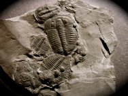 Elrathia Kingii Trilobites Mass Mortality