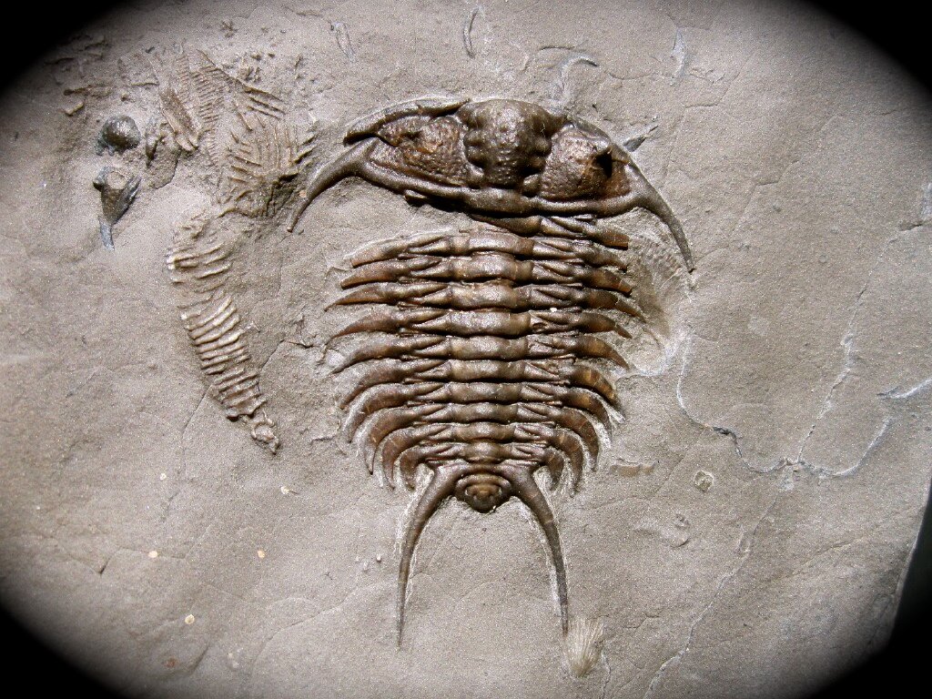Ceraurus pleurexanthemus Trilobite