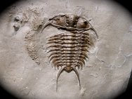 Ceraurus pleurexanthemus Trilobite